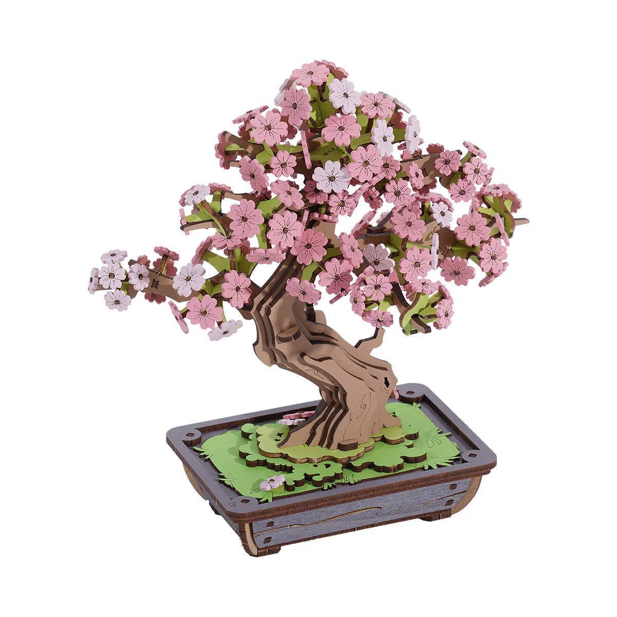 Sakura Bonsai Tree